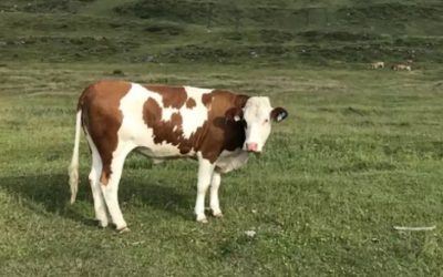 Sin internet por muerte de una vaca